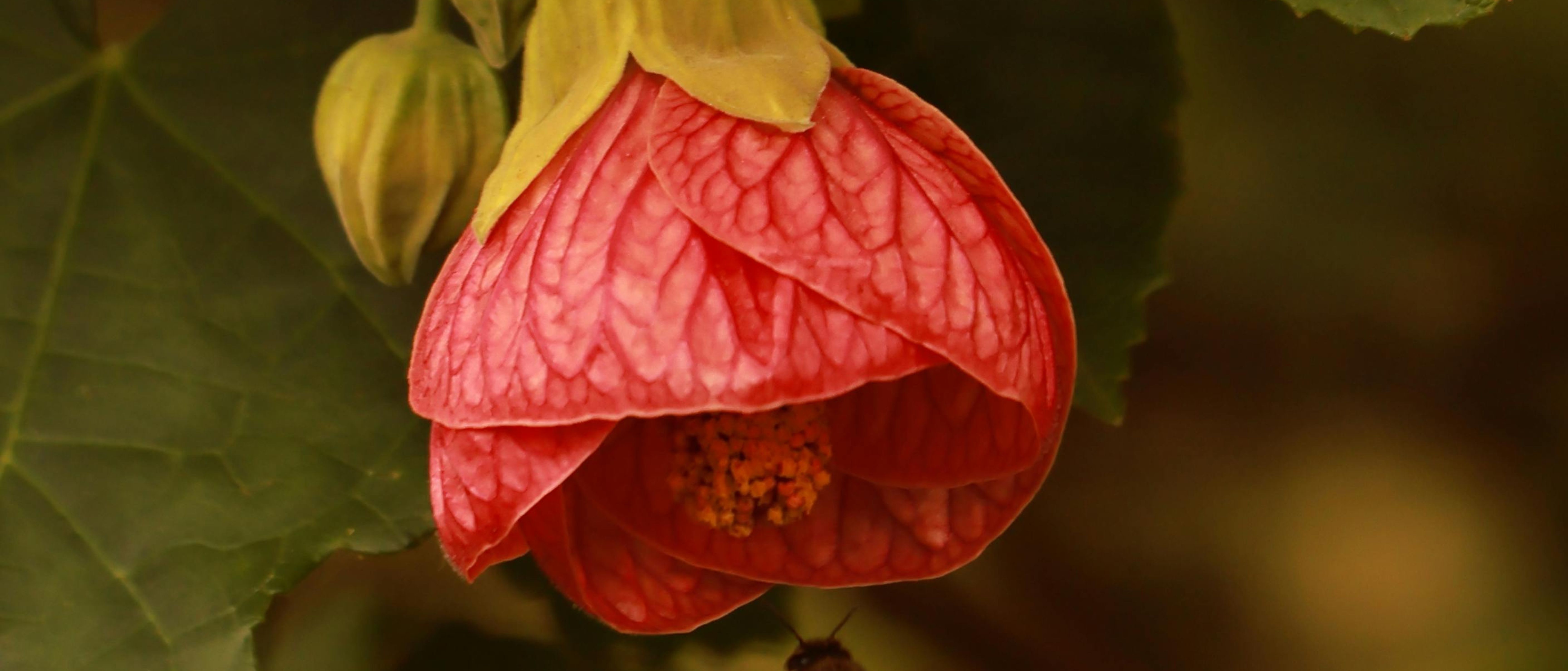 Dubai Tour Package Image